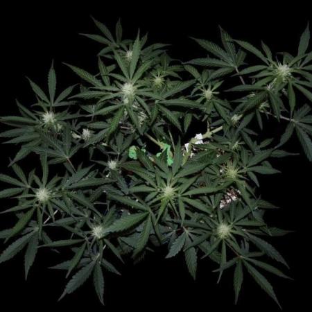 ?Delicious Cookies Auto #3?