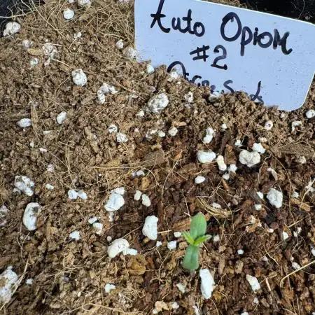 Auto Opiom #2