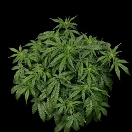 Cookies Apple Og F1 auto
