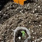 Black orchid auto