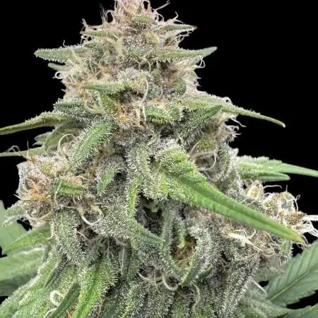 Tropicana cookies FF