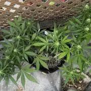 Lemon haze Auto