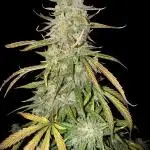Ak-47 XL auto