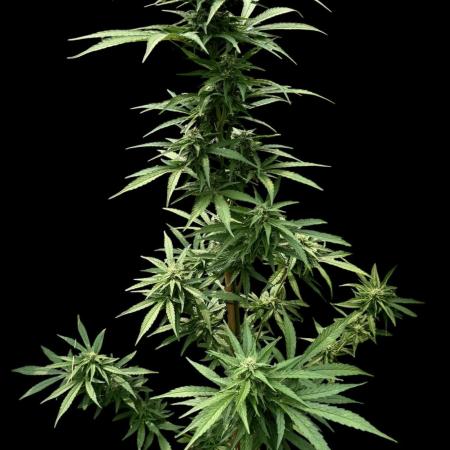 Auto Ak-47 XL