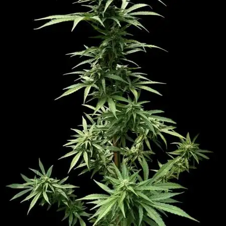Auto Ak-47 XL