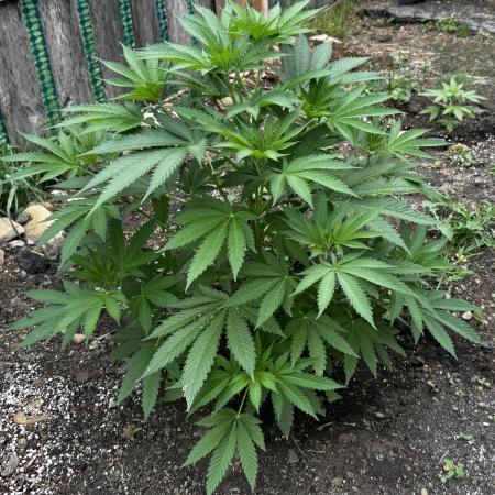 Amnesia Haze GoFast