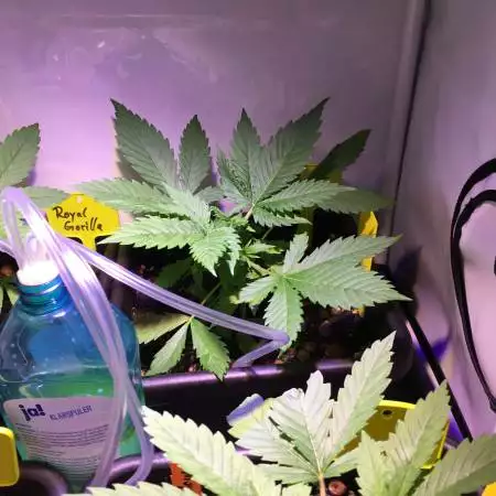Mix first grow, start week 3