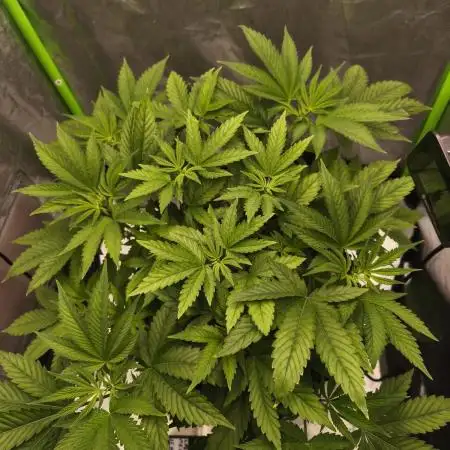 Gorilla melon 🦍🍈