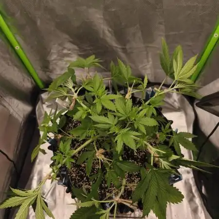 Gorilla melon 🦍🍈