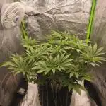 Gorilla melon 🦍🍈