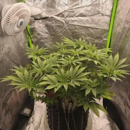 Gorilla melon 🦍🍈