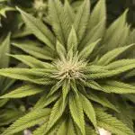 Gorilla melon 🦍🍈