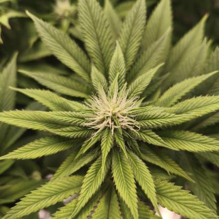 Gorilla melon 🦍🍈