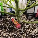 Gorilla melon 🦍🍈