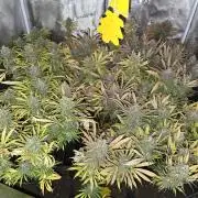 Sour Diesel Barneys Farm