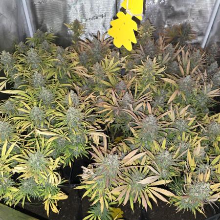 Sour Diesel Barneys Farm