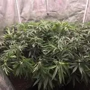 Sour Diesel Barneys Farm