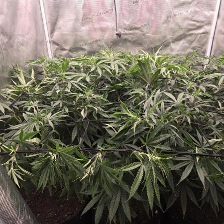 Sour Diesel Barneys Farm
