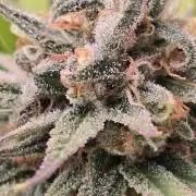 Sour Diesel Barneys Farm