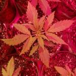 Zkittlez Auto Fems