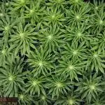 URBAN POISON, GreenWay Solutions INT.