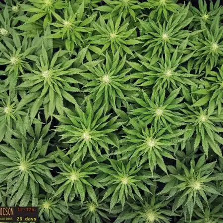 URBAN POISON, GreenWay Solutions INT.