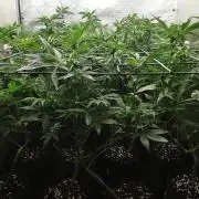 ZorroZ cuttings