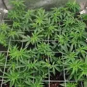 ZorroZ cuttings
