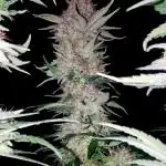 URBAN POISON, GreenWay Solutions.