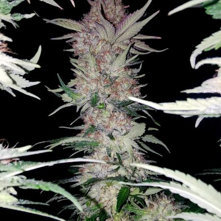 URBAN POISON, GreenWay Solutions.