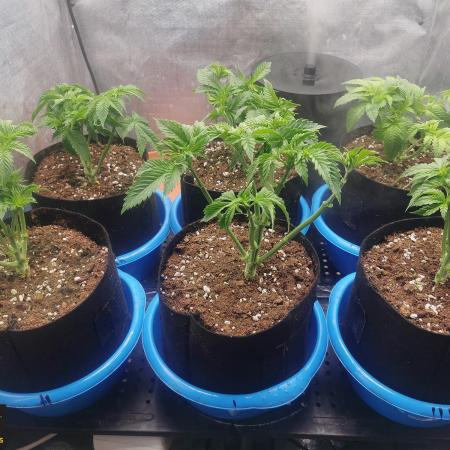 URBAN POISON, GreenWay Solutions INT.