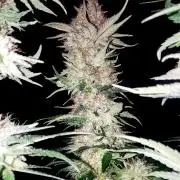 URBAN POISON, GreenWay Solutions.