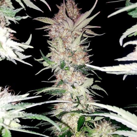 URBAN POISON, GreenWay Solutions.