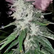 Fruit Punch