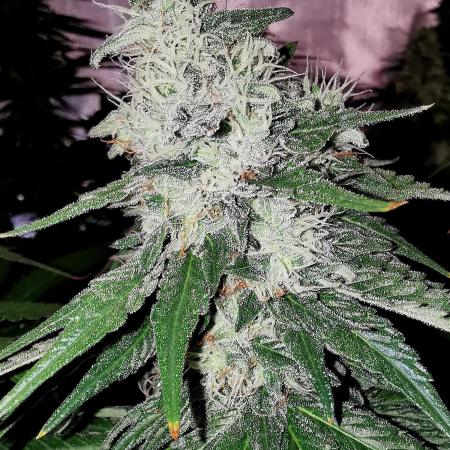 Fruit Punch