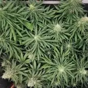 Fruit Punch