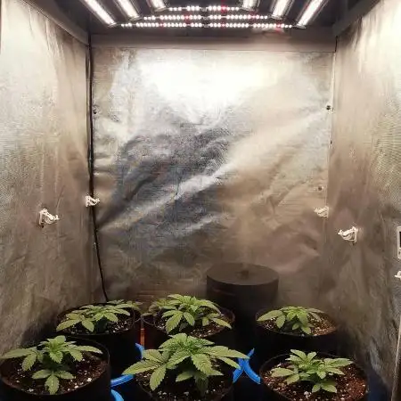 URBAN POISON, GreenWay Solutions INT.