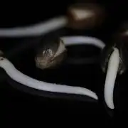 Project4516 X P.Marker