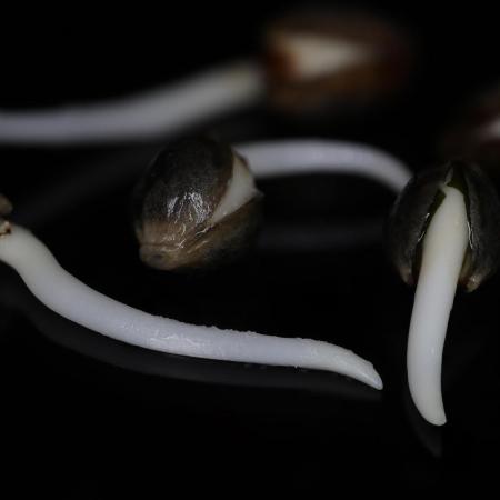 Project4516 X P.Marker