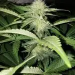 URBAN POISON, GreenWay Solutions INT.