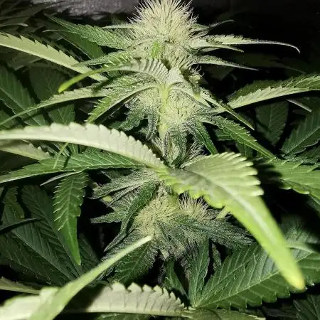 URBAN POISON, GreenWay Solutions INT.