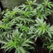 ZorroZ cuttings