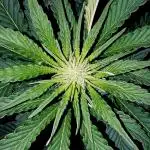 URBAN POISON, GreenWay Solutions INT.