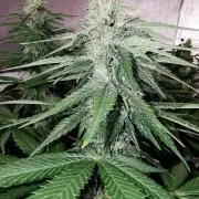 Fruit Punch