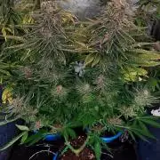 SuperSkunk