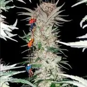 URBAN POISON, GreenWay Solutions.