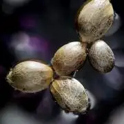 Sticky Broccoli ,Zamnesia.
