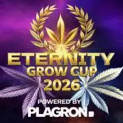 Sticky Broccoli ,Zamnesia.