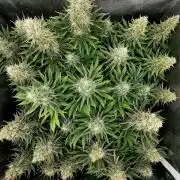 Sticky Broccoli ,Zamnesia.
