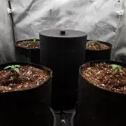 Fruit Punch